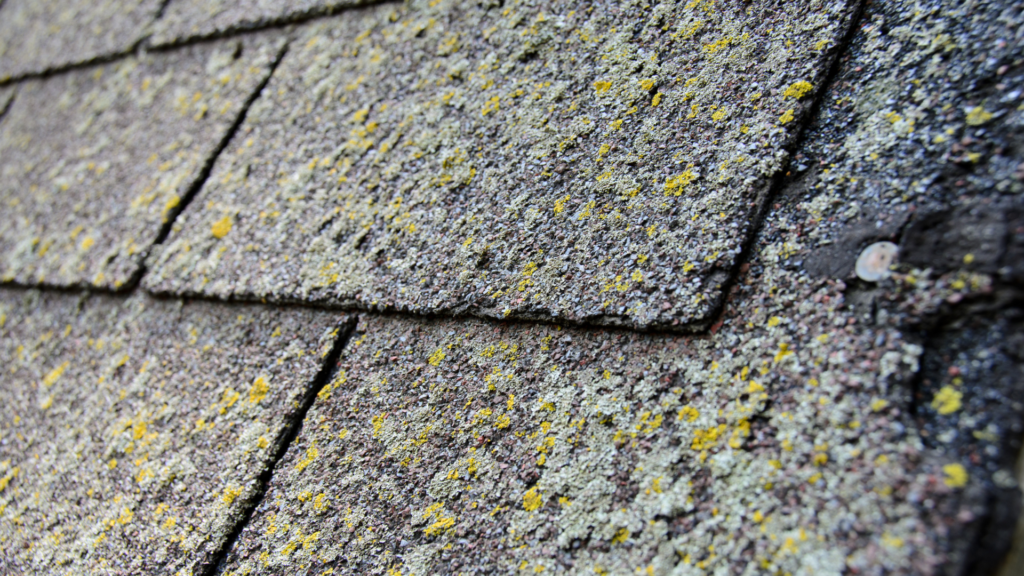 When Should You Replace Your Roof: Moldy Shingles