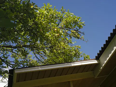 Trees shading roof to help with sun exposure