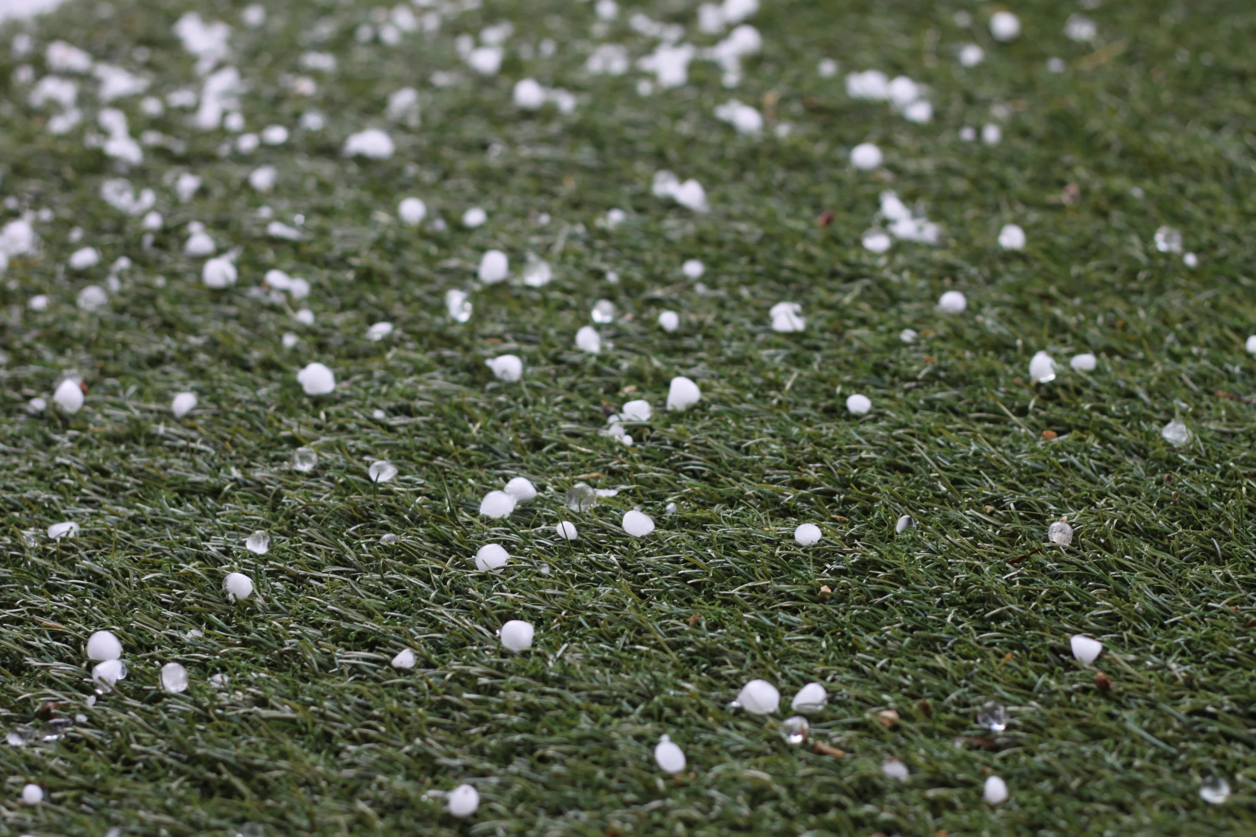 hail pellets on green grass